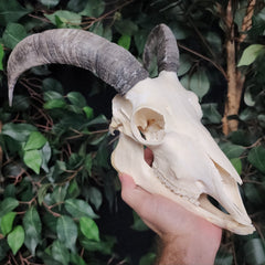 Goat Skull, B