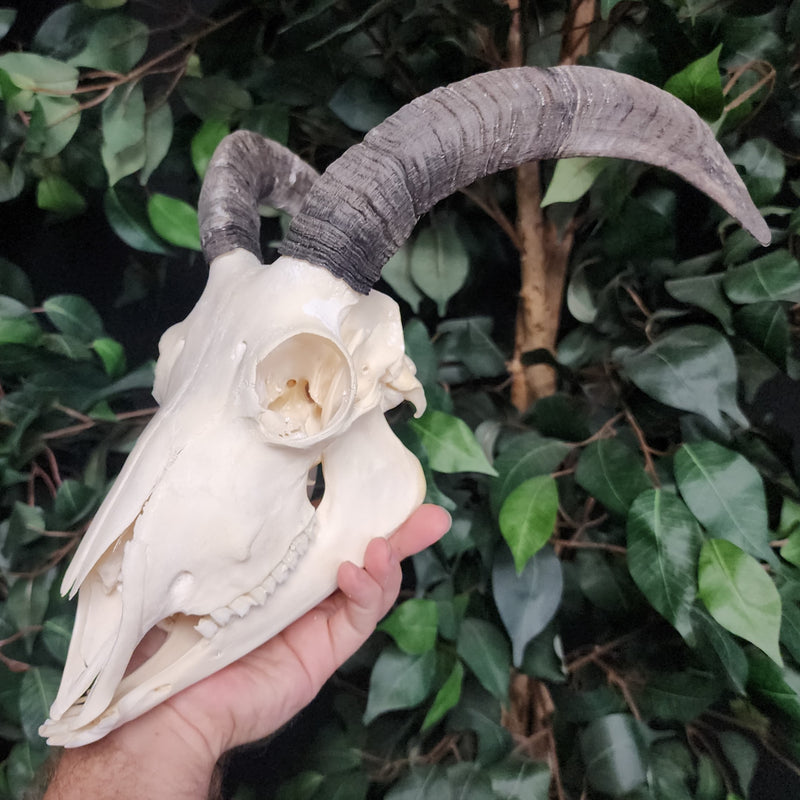 Goat Skull, B