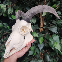 Goat Skull, B