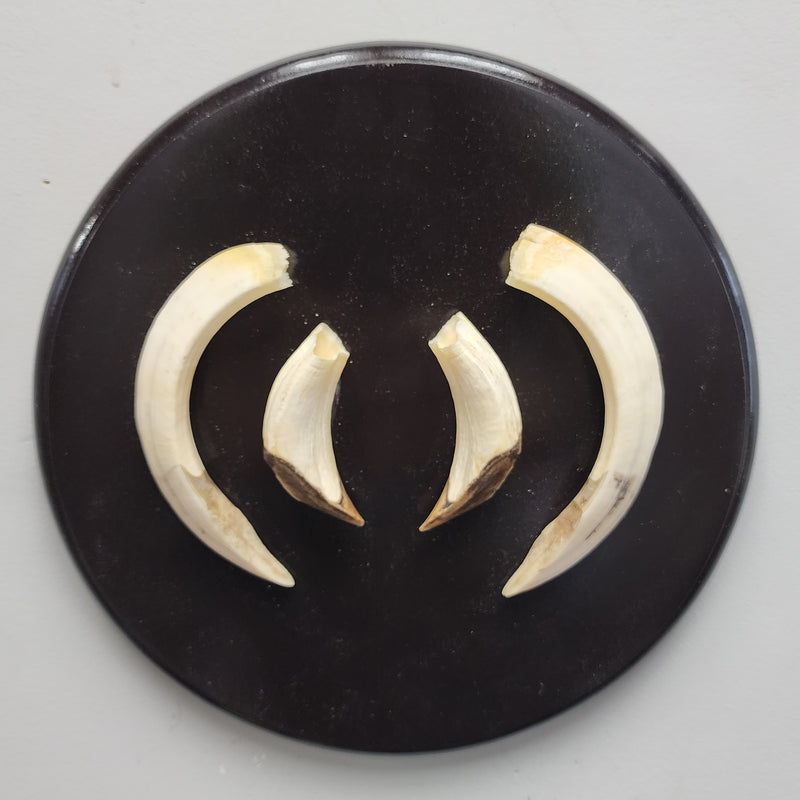 Warthog Tusk Set C