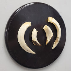 Warthog Tusk Set C