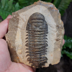 Reedops Trilobite Fossil, C