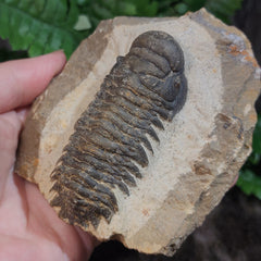 Reedops Trilobite Fossil, C