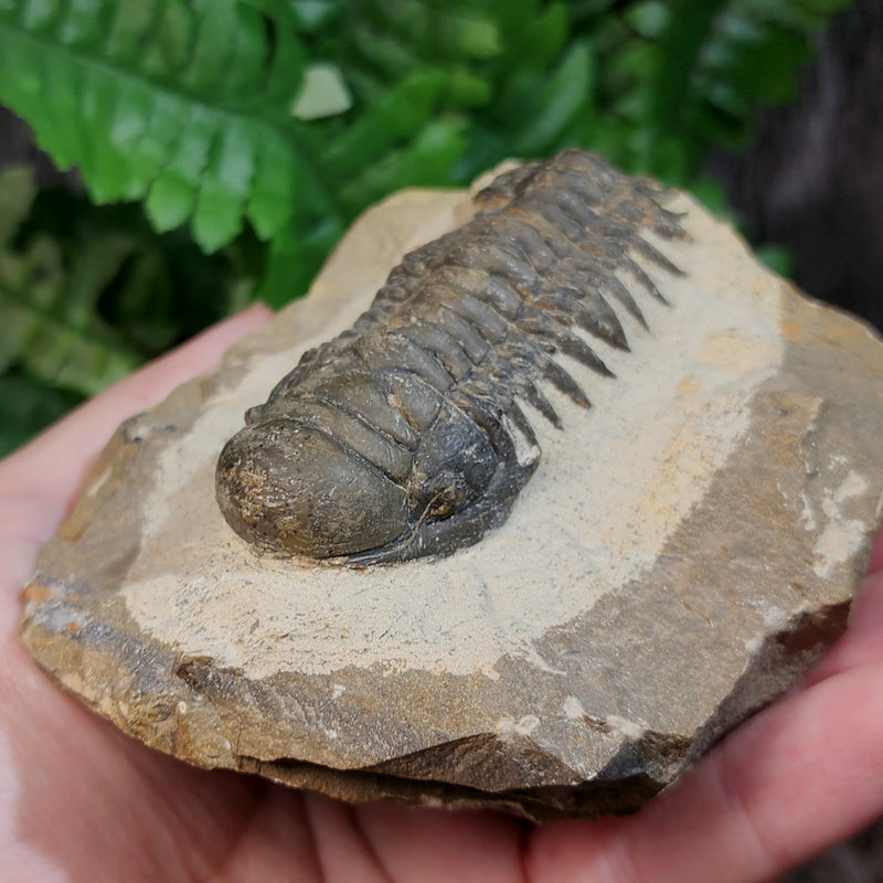 Reedops Trilobite Fossil, C