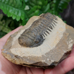 Reedops Trilobite Fossil, C