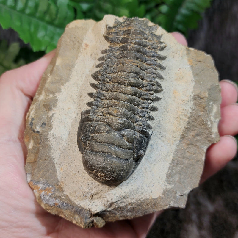 Reedops Trilobite Fossil, C