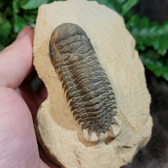 Reedops Trilobite Fossil, D
