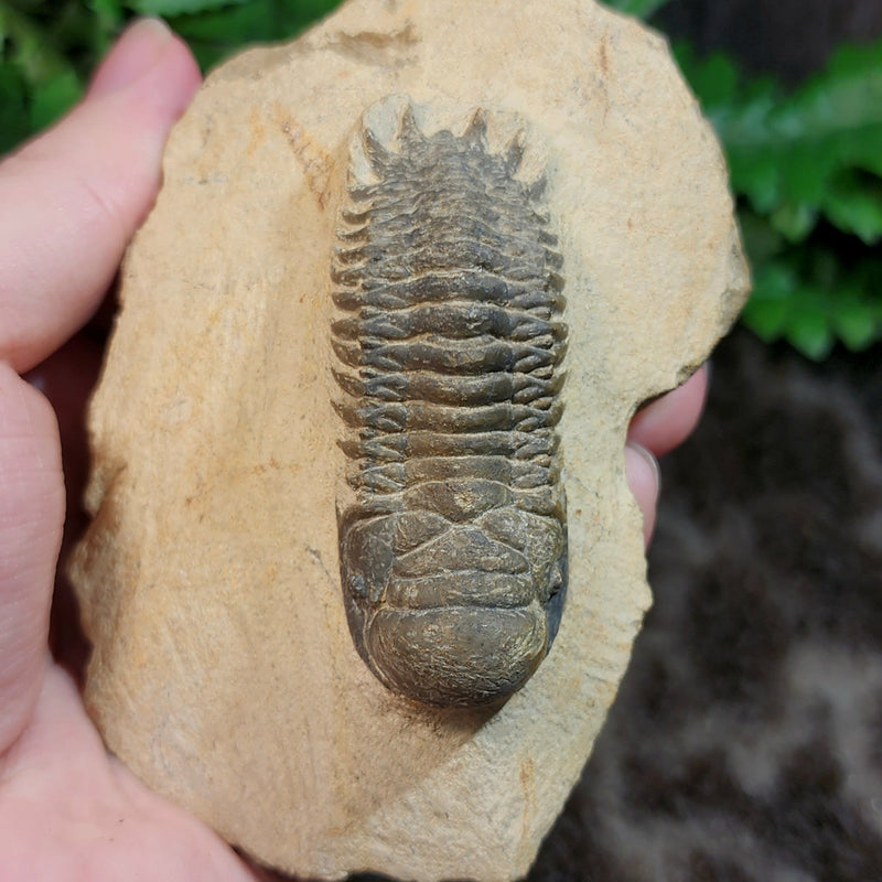 Reedops Trilobite Fossil, D