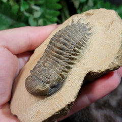 Reedops Trilobite Fossil, D