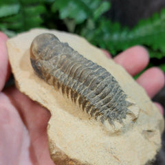 Reedops Trilobite Fossil, D