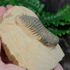 Reedops Trilobite Fossil, D