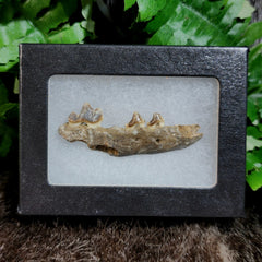 Fossil Red Fox Jaw Bone