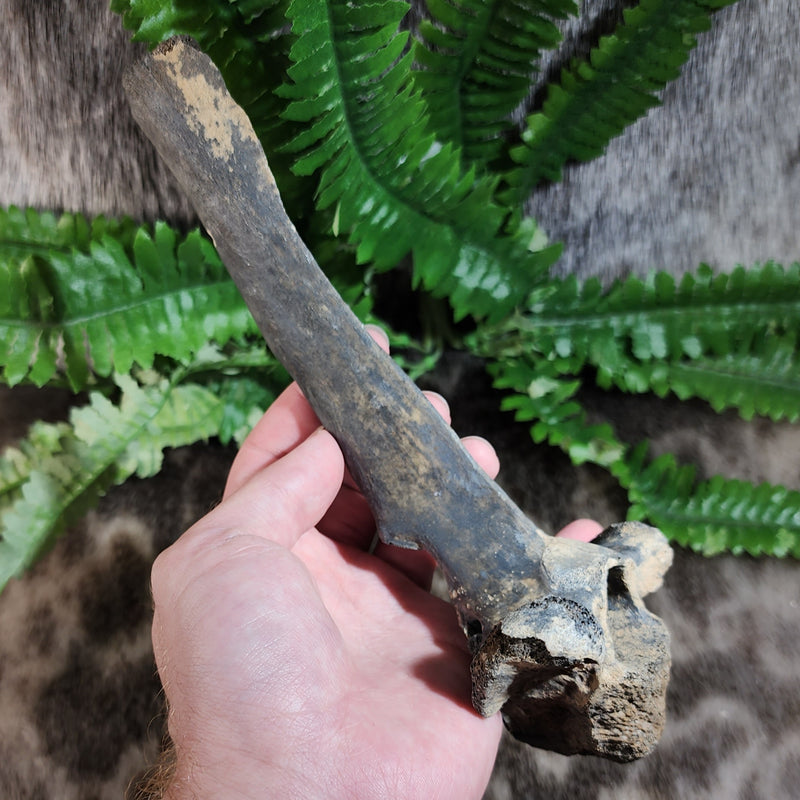 Deer Fossil Vertebrae