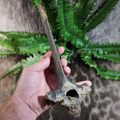 Deer Fossil Vertebrae