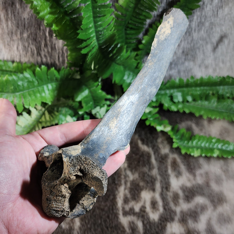 Deer Fossil Vertebrae