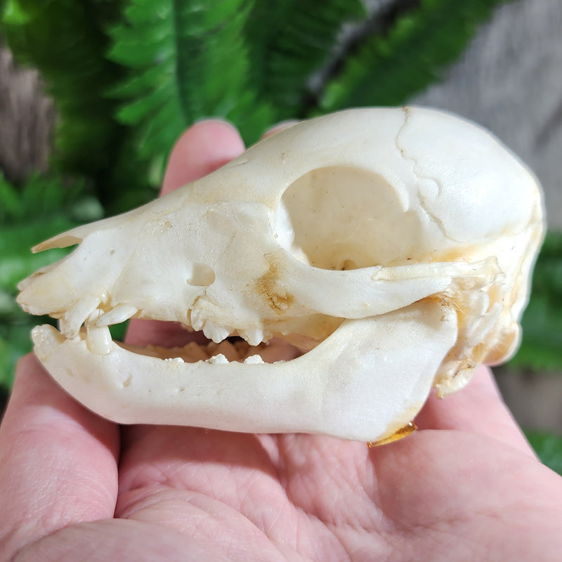 Domestic Pig Skull, Fetal A