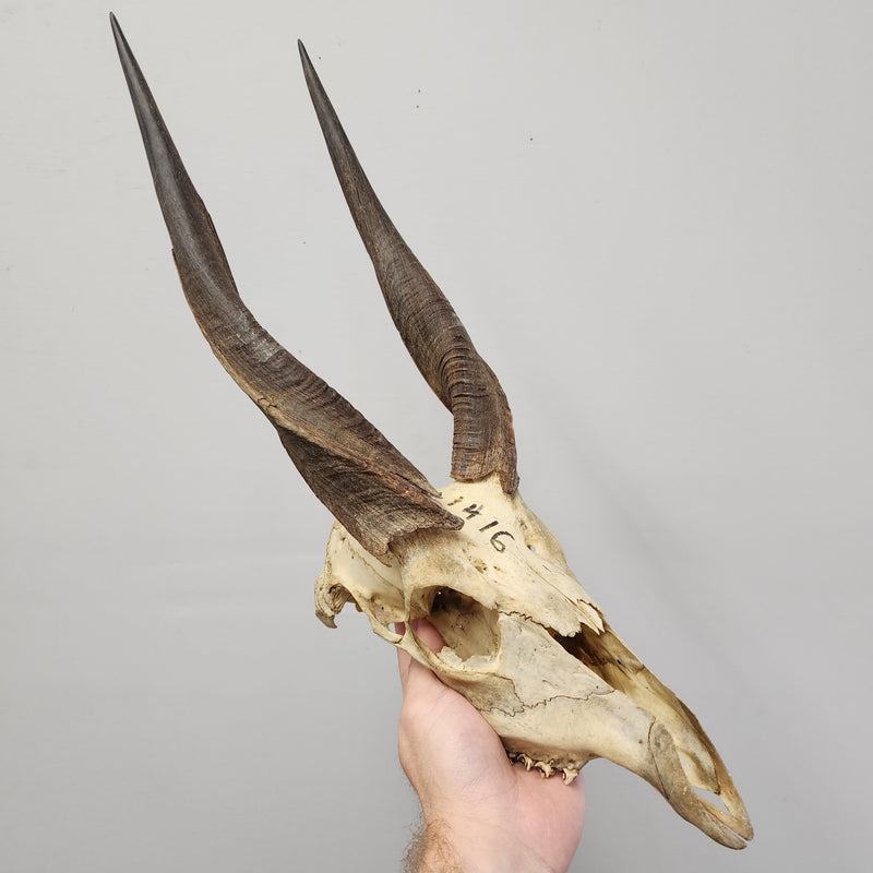 Nyala Skull (B Grade)