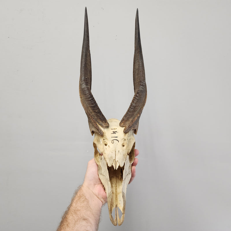 Nyala Skull (B Grade)
