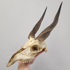 Nyala Skull (B Grade)