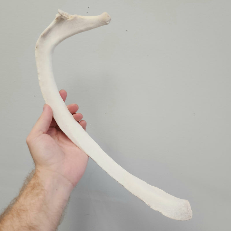 Beluga Whale Rib Bone (ONTARIO ONLY)