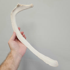 Beluga Whale Rib Bone (ONTARIO ONLY)