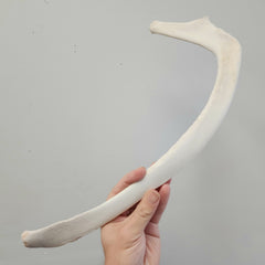 Beluga Whale Rib Bone (ONTARIO ONLY)