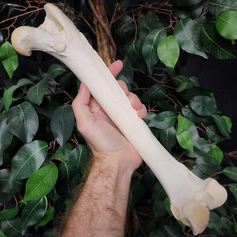 Lion Femurs, Captive-Born