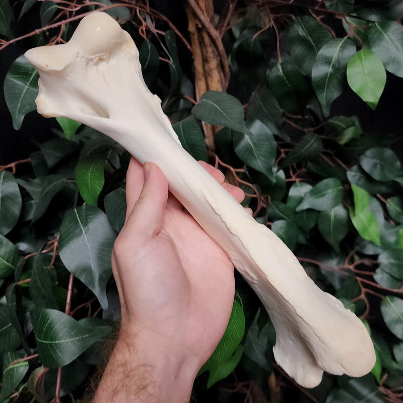 Lion Humerus, Captive-Born