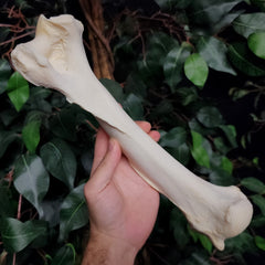 Lion Humerus, Captive-Born