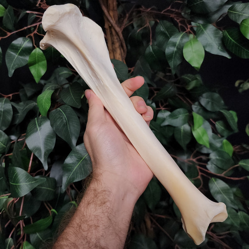 Lion Tibia, Captive-Born