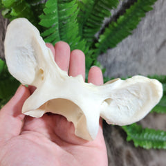 Lion Atlas Vertebrae, Captive-Born
