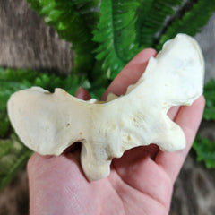 Lion Atlas Vertebrae, Captive-Born