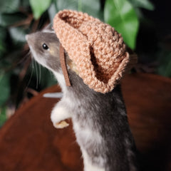 Rat Taxidermy, Pirat