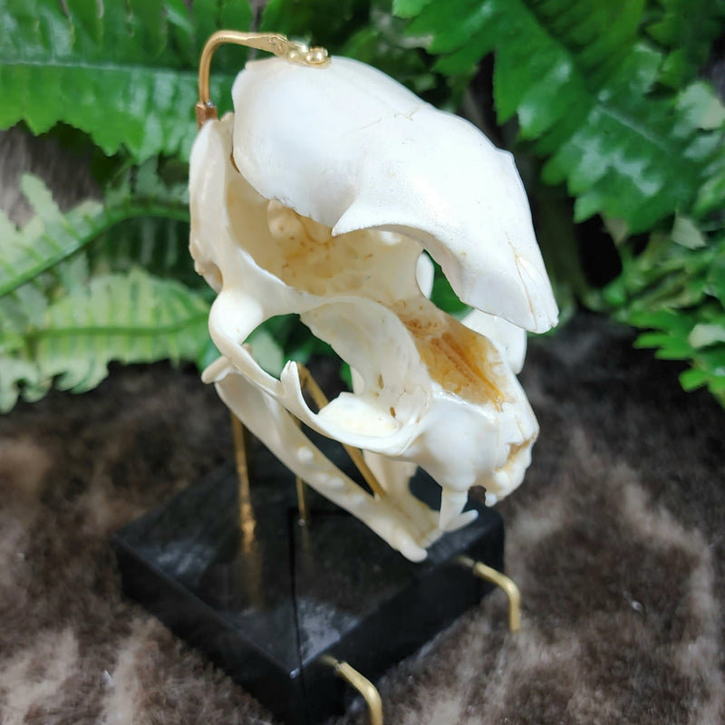 Exploded Cat Skull (Disarticulated), B
