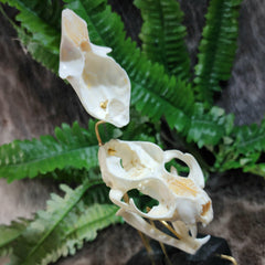Exploded Cat Skull (Disarticulated), B
