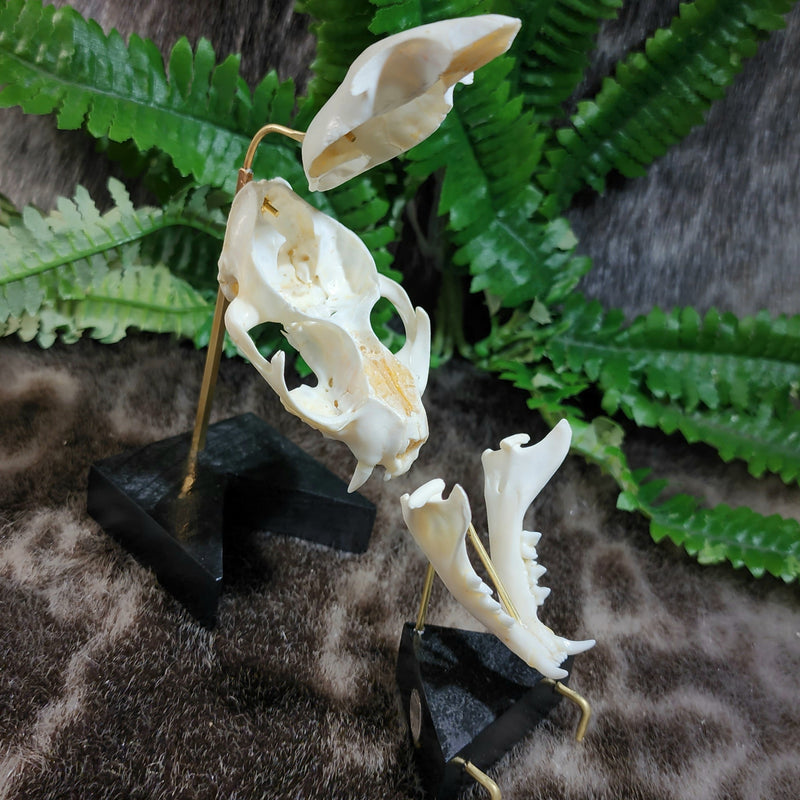 Exploded Cat Skull (Disarticulated), B