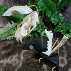 Exploded Cat Skull (Disarticulated), B