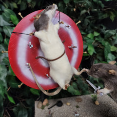 Rat Taxidermy, Sideshow Squeekers