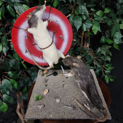 Rat Taxidermy, Sideshow Squeekers