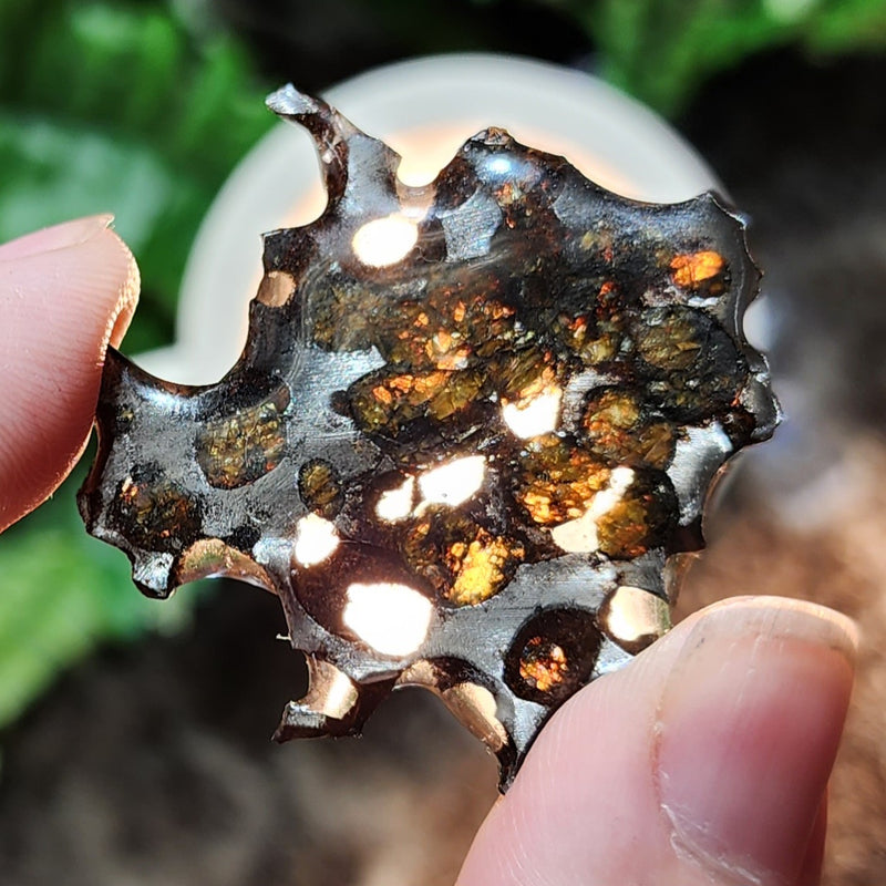 Sericho Pallasite Meteorite D (1.5")