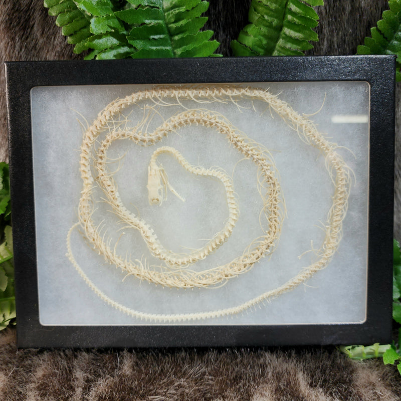 Corn Snake Skeleton Frame