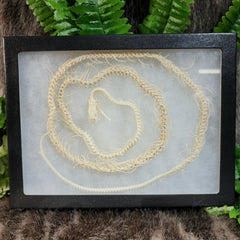 Corn Snake Skeleton Frame