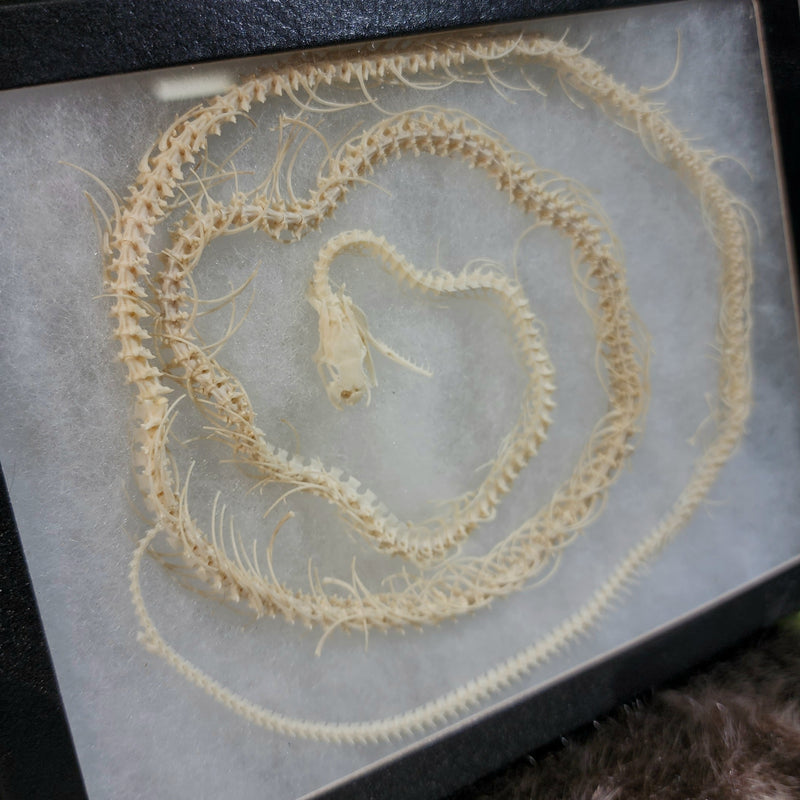 Corn Snake Skeleton Frame