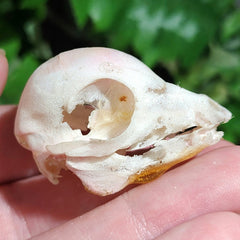 Domestic Pig Skull, Fetal B