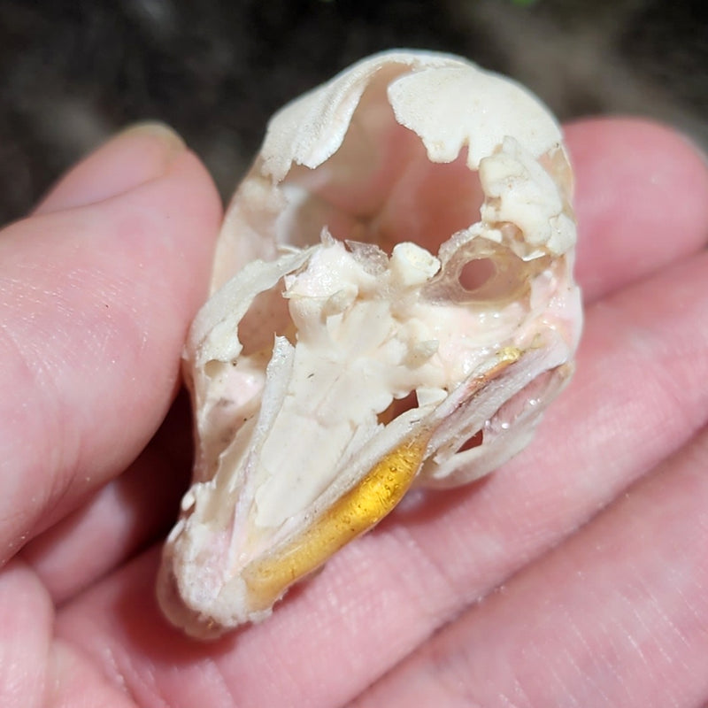 Domestic Pig Skull, Fetal B