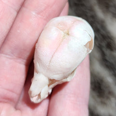 Domestic Pig Skull, Fetal B