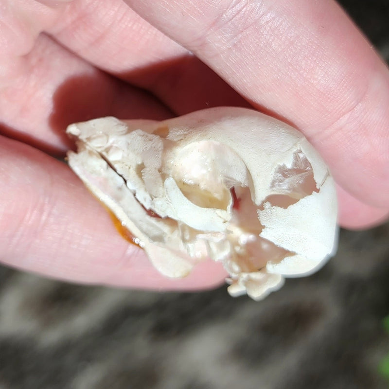 Domestic Pig Skull, Fetal B