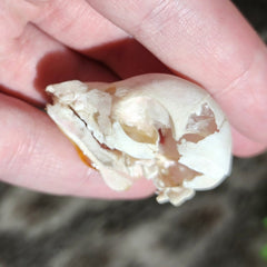 Domestic Pig Skull, Fetal B