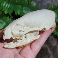 River Otter Skull (B Grade), B