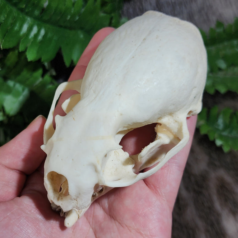 River Otter Skull (B Grade), B